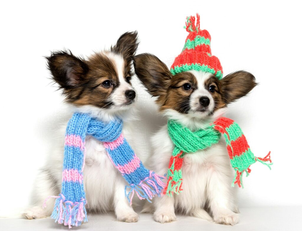 Two fashionable Papillon puppies sit in knitted scarves and a hat and look at the camera